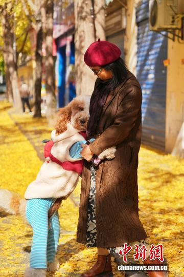 长沙昔日静巷成网红打卡地 金黄银杏扮靓冬日