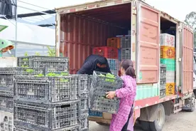 每年2000余万株 福建连江这里种苗热销图片