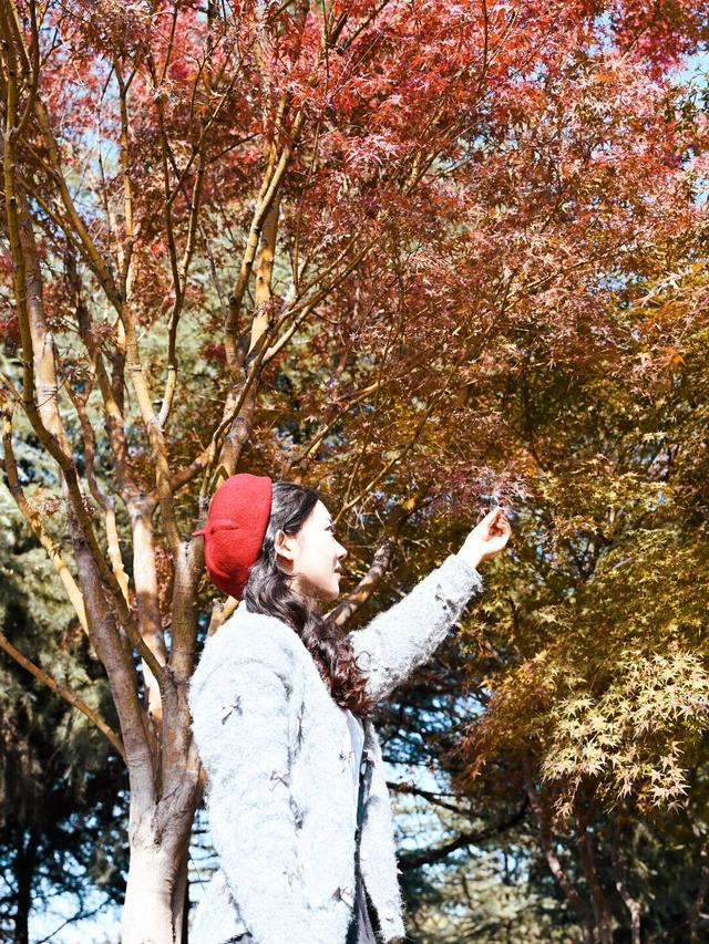 红了~红了，来宿城追“枫”！