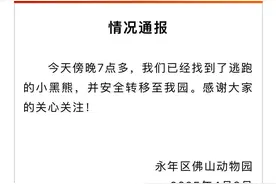 逃跑的小黑熊找到了，邯郸佛山野生动物园再通报：已安全转移至园内图片