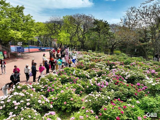 国色倾城！快来中山公园，赴一场牡丹之约