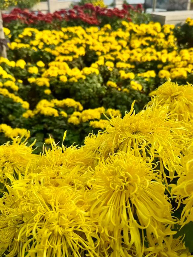 官宣！龙亭菊展延期！