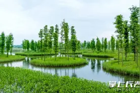 组图｜望城大泽湖湿地公园：圆形树岛美绝了图片