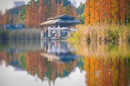 被成都的水杉惊艳到了