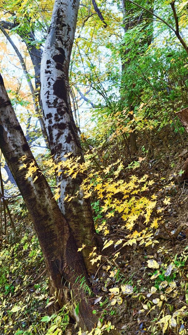雨落颐和园后溪湖，秋色染透一地金黄