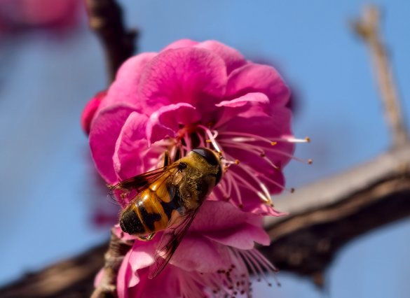 快冲！即将开遍日照！