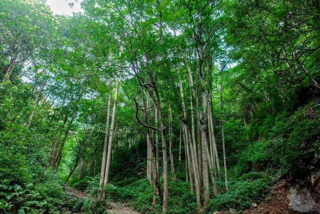 世界最大、亚洲唯一！今晨，他们在30000多棵楠木、8600亩森林，1500年的时光里奔跑......