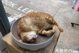 香港记事｜去同学家完成作业图片