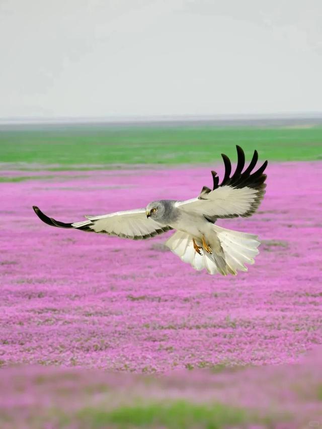 冬季到江西来观鸟，方知王勃诚不欺我！