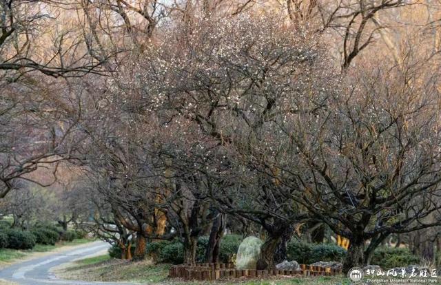 梅花山早梅“剧透”！盛花期在……