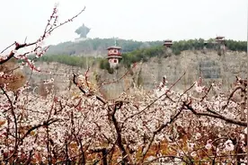 永城：芒砀山景区万亩杏花迎春开图片