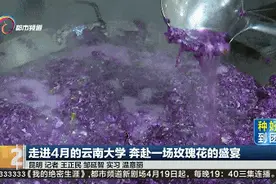云南大学玫瑰宴冲上热搜，预约方式看这里→图片