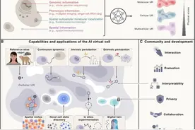 Cell：AI虚拟细胞，生命科学的“终极沙盘”？图片
