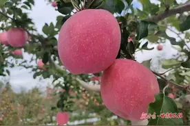一颗苹果，何以让一座小城“闪耀”图片