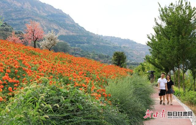 武都区南山万寿菊盛放引客来