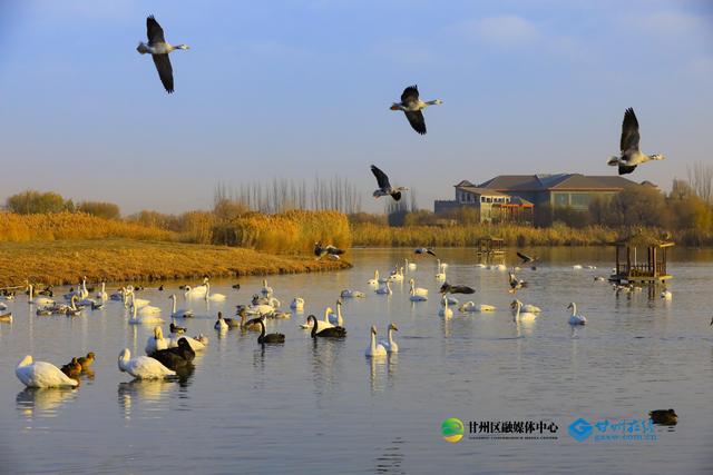 张掖：湿地公园千亩蒹葭鎏金，候鸟翅掠清波