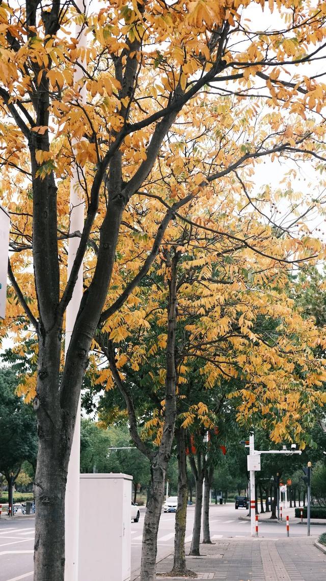 域见上海·域见奉贤｜奉浦秋日限定！这三条宝藏路线，承包所有秋日浪漫，刷爆朋友圈就靠它