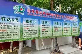 卖房去育种！他20年培育20多个小麦良种图片