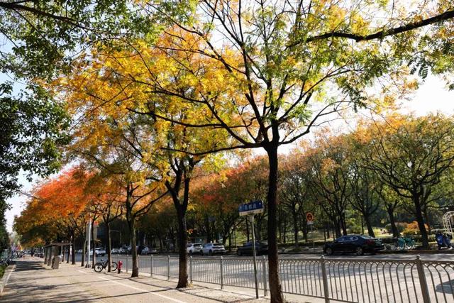 此时，闵行最美的地方就在……