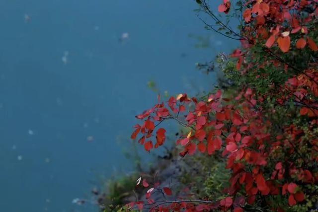 西坡镇：10月必推！最美红叶观赏地，满山红叶美得像油画！