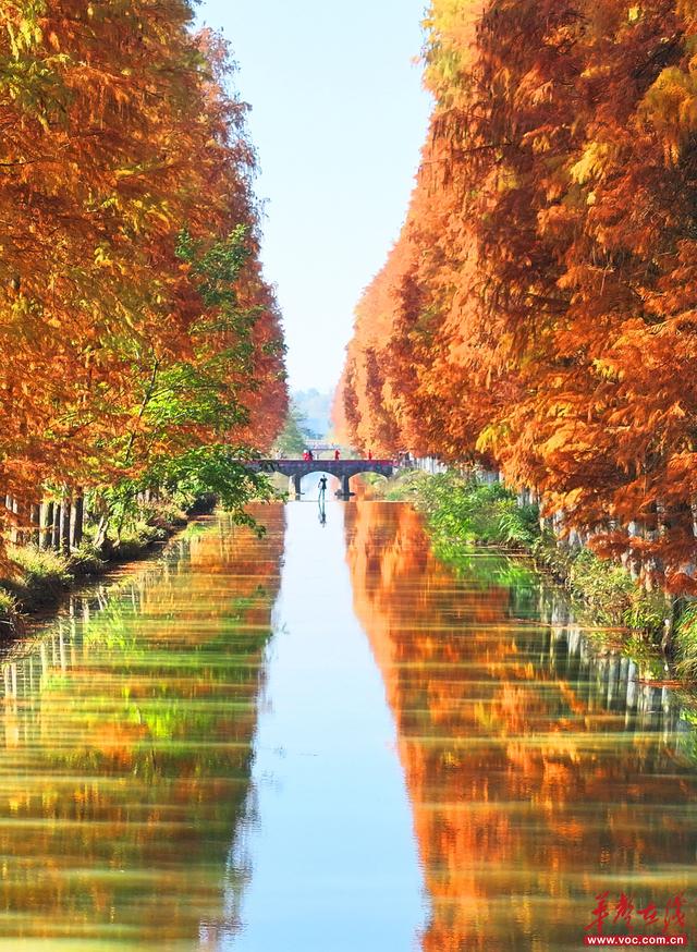 美到词穷！湖南秋叶观赏指南等你收藏