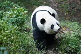 痛惜！大熊猫“优优”去世，死于慢性肾衰竭合并贫血图片