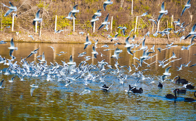不出河南看海鸥！河南这家景区对全国19地居民免门票！