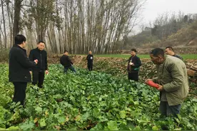 这场田间里的“洽谈会”爱心满满，产销对接送万斤蔬菜直供市民餐桌图片