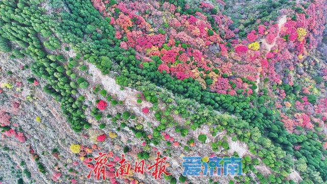 藏于深山待人识！济南西营李家庄东侧山野披“红装”，免费打卡正当时