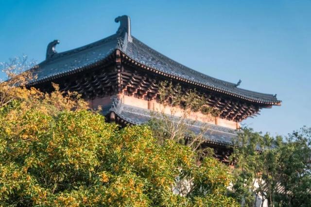 季节限定！浙江这些宝藏赏桂地与你“香”约~