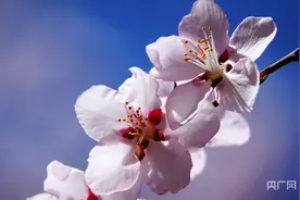 邂逅春日浪漫  西宁推出四条春日赏花游路线图片