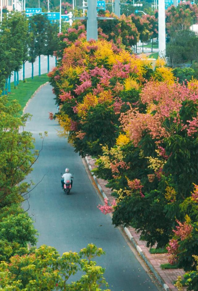 葛店这条“黄金大道”再不看就晚了！