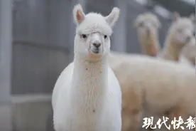 萌萌哒！上百只羊驼句容“安家”图片