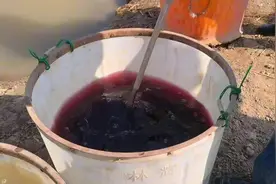 正是水上“播种”时 永宁稻田蟹开始投苗啦图片