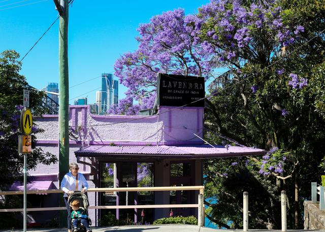 悉尼蓝花楹盛开