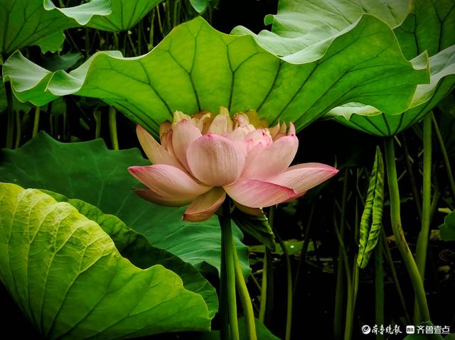 四季湖荷花盛开，千姿百态醉游人