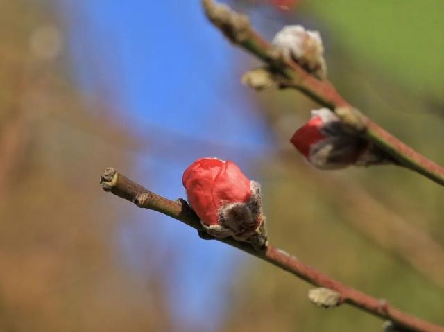 开了！开了！七星岩桃花开了！