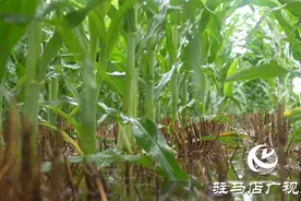 打完药就下雨 农药要不要重新喷?图片