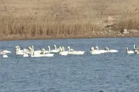 春季迁徙季基本结束 鸻鹬类鸟开始繁殖 崖沙燕回归石家庄图片