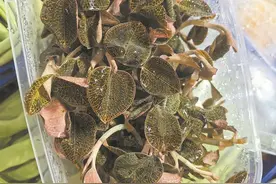 春季限定 中草药“上鲜”啦图片