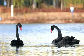 国际爱鸟日 ｜ 啾一下心动！这些校园小精灵正在疯狂圈粉图片