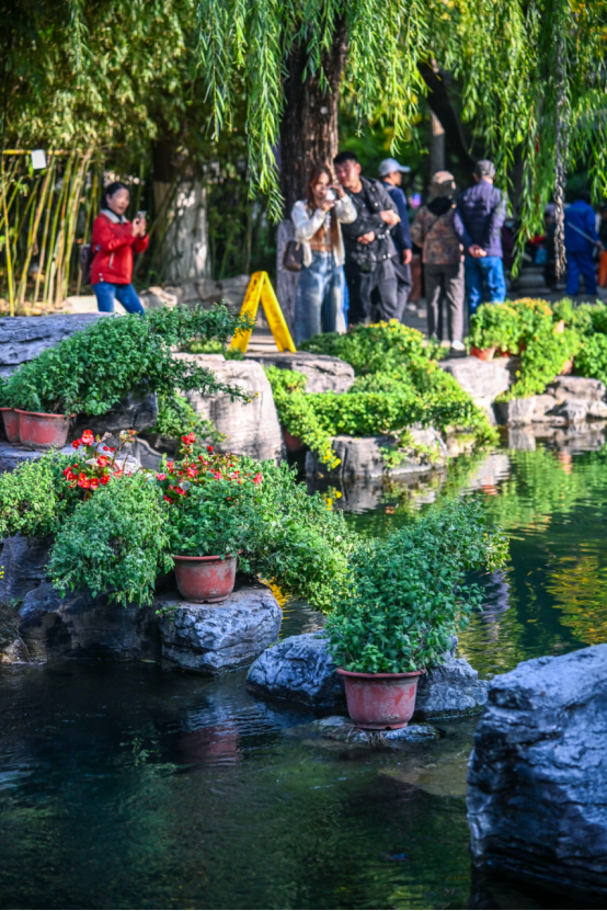 第46届趵突泉金秋菊展明天开幕！5大亮点抢先看