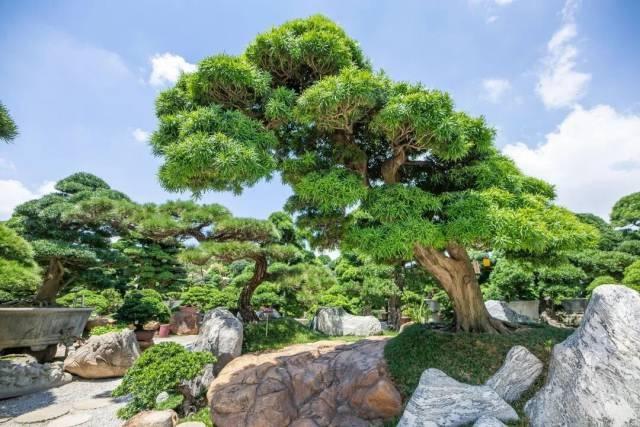 国庆就要玩好一点，“情”定陈村花花世界迷人眼