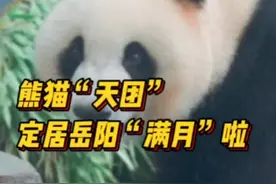 熊猫“天团”定居岳阳“满月”啦！图片
