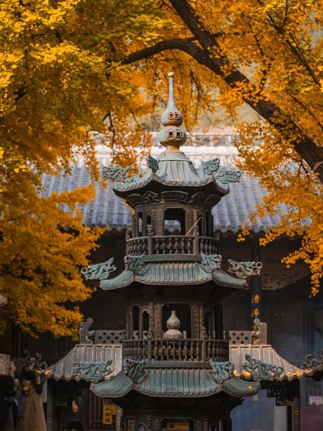 周末走起！济南有处“私藏秘境”：二重金色，千年之约！古银杏树+古刹，美出静谧诗意~~