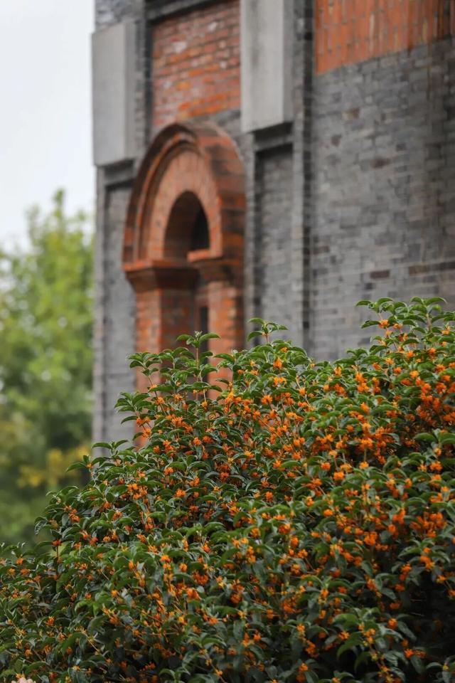 秋日限定“双骄”：从赏到玩转的完整攻略！