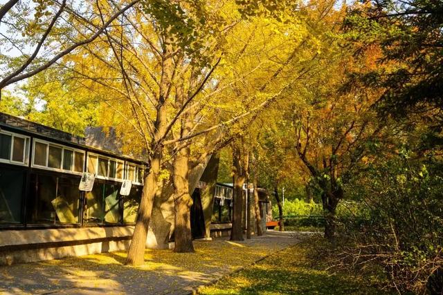 当立冬遇见金秋，北京动物园赏秋打卡攻略