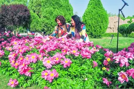 嘉峪关市雄关广场和东湖生态旅游景区芍药花开惹人醉图片