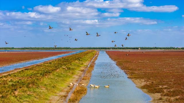 初冬条子泥湿地美如画