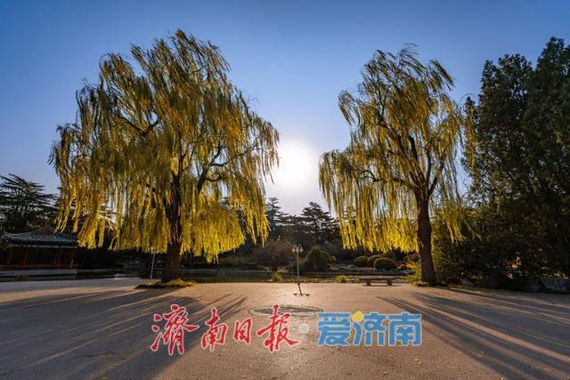 一年四季 泉在济南丨济南降温迎清透蓝天 南郊宾馆公园冬日景致美如画